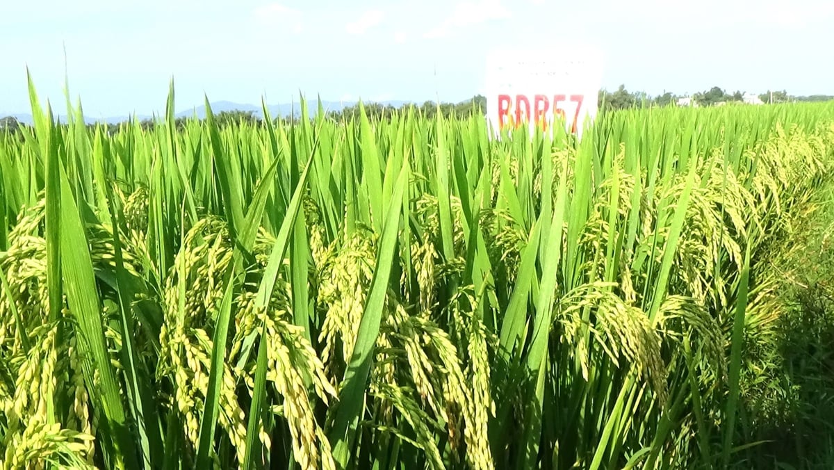 BĐR57 - giống lúa chất lượng, chống chịu tốt sâu bệnh và nắng nóng do ASISOV chọn tạo. Ảnh: V.Đ.T. BĐR57 - giống lúa chất lượng, chống chịu tốt sâu bệnh và nắng nóng do ASISOV chọn tạo. Ảnh: V.Đ.T.