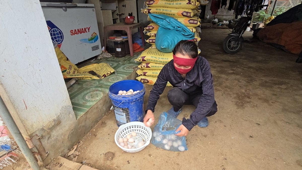 Chị Dương Thị Khơi thu nhặt trứng gà đẻ tại nông hộ của gia đình. Ảnh: Kiên Trung. Chị Dương Thị Khơi thu nhặt trứng gà đẻ tại nông hộ của gia đình. Ảnh: Kiên Trung.