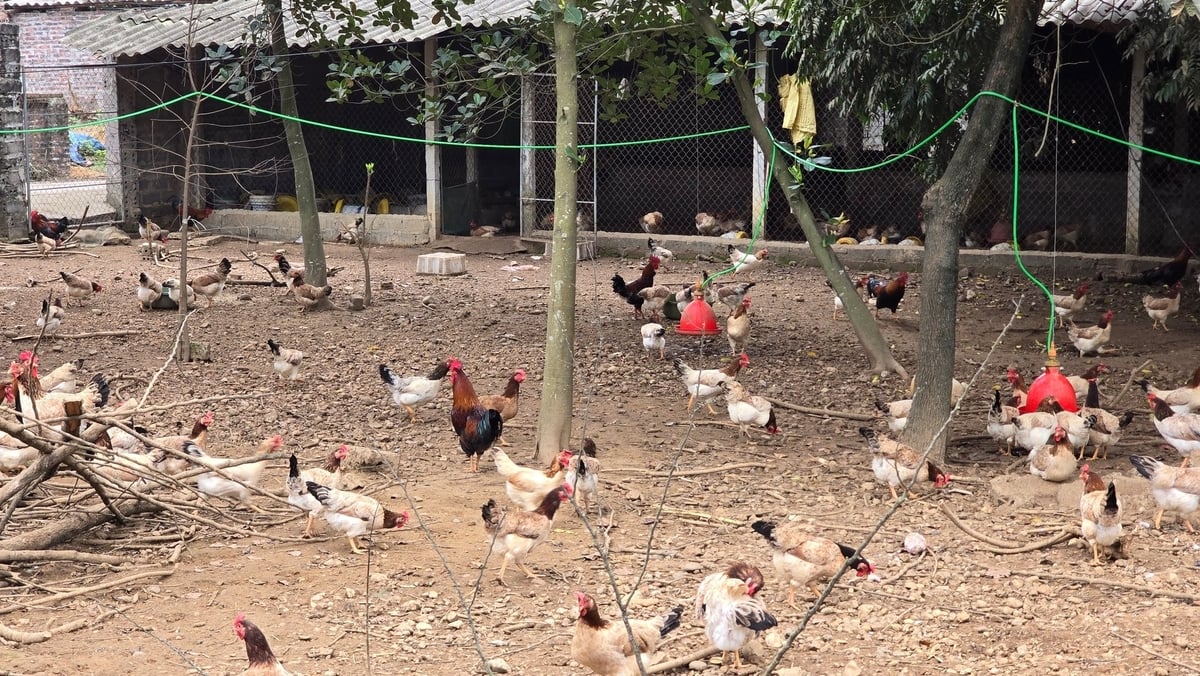 Người chăn nuôi ở Bà Vì đang ít nhiều đang bị ảnh hưởng tiêu cực bởi thông tin trứng gà giả thất thiệt, bịa đặt trên mạng. Ảnh: Kiên Trung. Người chăn nuôi ở Bà Vì đang ít nhiều đang bị ảnh hưởng tiêu cực bởi thông tin trứng gà giả thất thiệt, bịa đặt trên mạng. Ảnh: Kiên Trung.