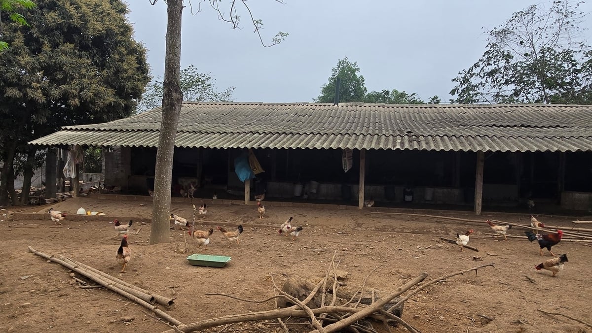 Gà nuôi thả vườn lấy trứng tại xã Thụy An (huyện Ba Vì, TP. Hà Nội). Ảnh: Kiên Trung. Gà nuôi thả vườn lấy trứng tại xã Thụy An (huyện Ba Vì, TP. Hà Nội). Ảnh: Kiên Trung.