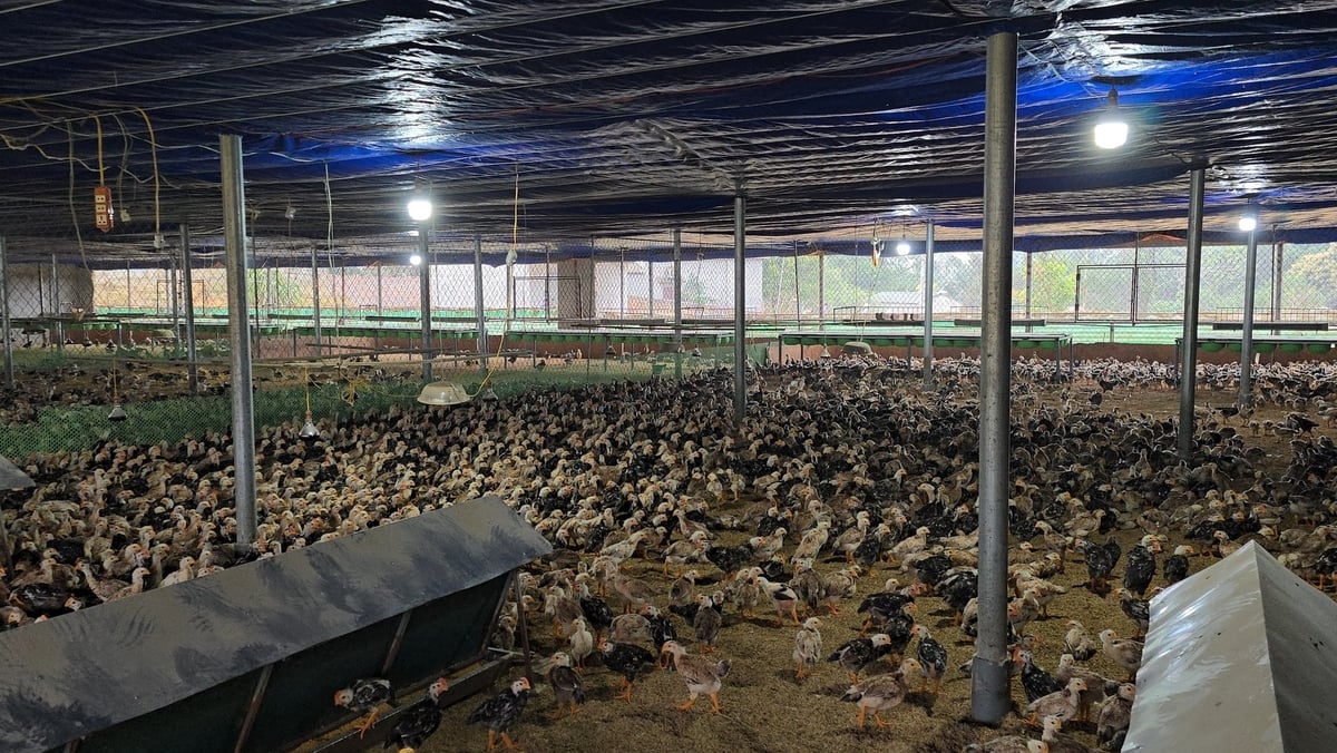 Trại gà giống của 'vua gà đồi Ba Vì' Ngô Trọng Hiển. Trại gà giống của 'vua gà đồi Ba Vì' Ngô Trọng Hiển.