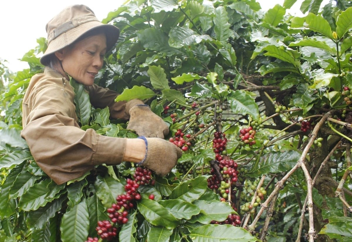 V-SCOPE helps improve livelihoods for smallholder farmers and rural communities. Photo: Tran Tho.