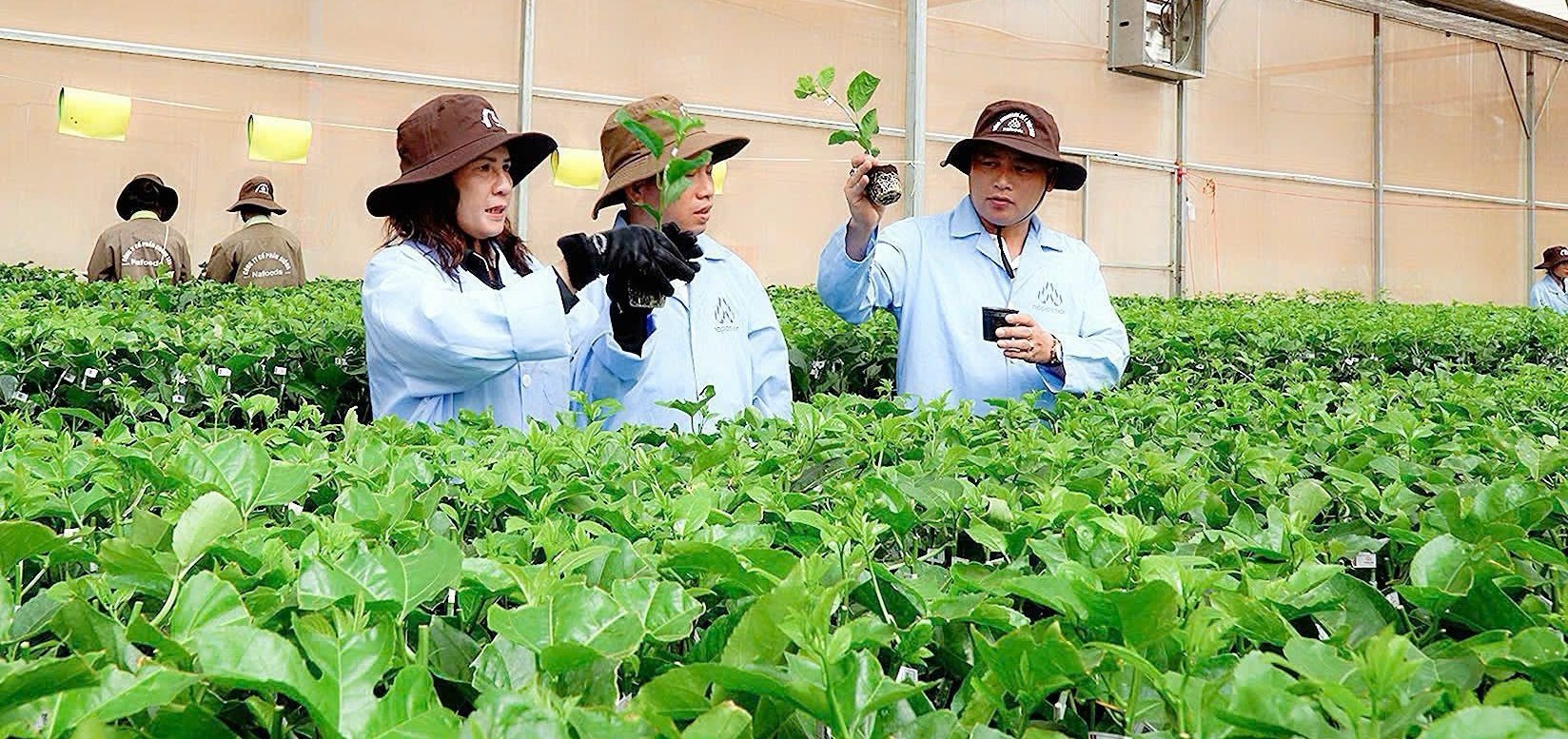 Công ty cổ phần Nông nghiệp sinh học Gia Lai liên kết cung cấp cây giống chanh dây chất lượng cao. Ảnh: Tuấn Anh. Công ty cổ phần Nông nghiệp sinh học Gia Lai liên kết cung cấp cây giống chanh dây chất lượng cao. Ảnh: Tuấn Anh.