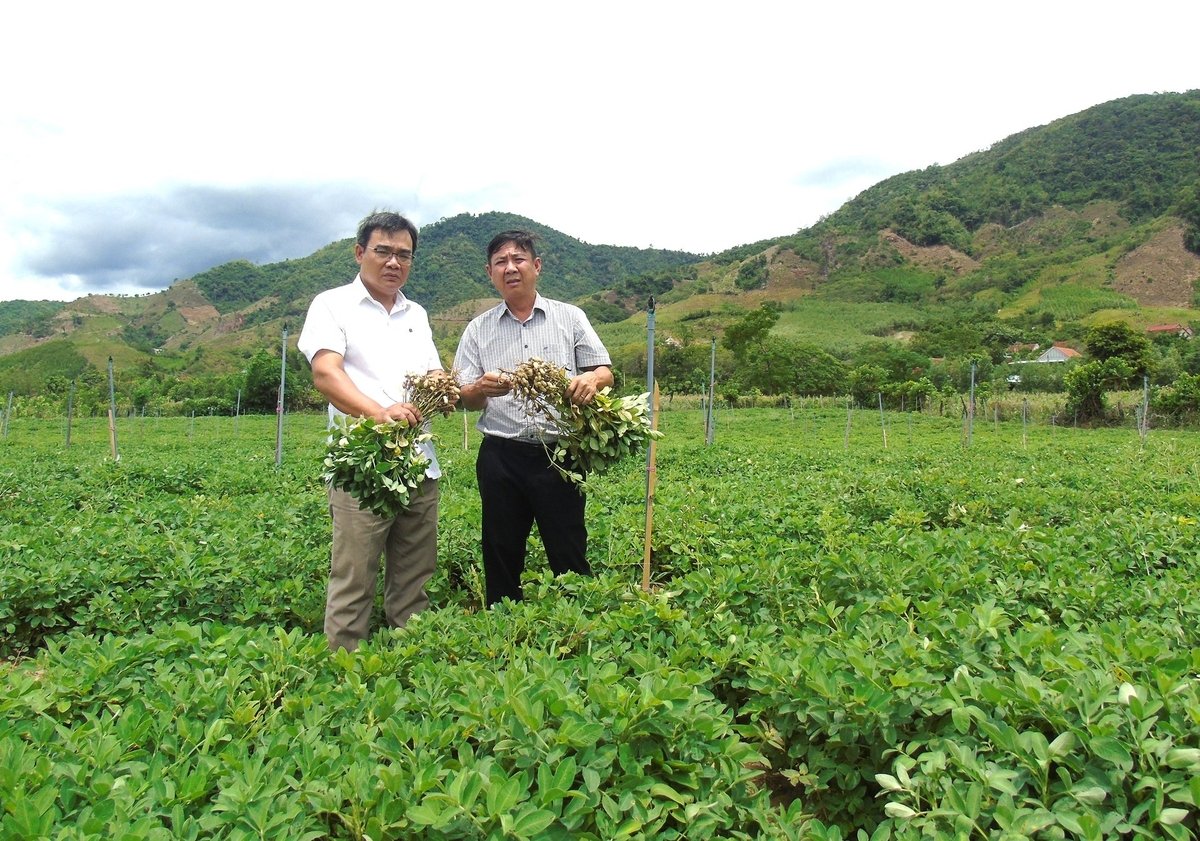Canh tác lạc áp dụng biện pháp tưới tiết kiệm cho năng suất vượt trội, hiệu quả kinh tế cao. Ảnh: V.Đ.T. Canh tác lạc áp dụng biện pháp tưới tiết kiệm cho năng suất vượt trội, hiệu quả kinh tế cao. Ảnh: V.Đ.T.