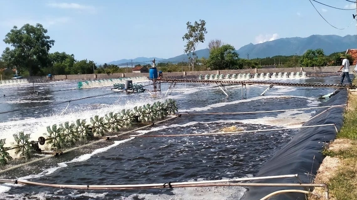 Cơ quan chuyên môn khuyến cáo duy trì mực nước trong ao để tránh thủy sản nuôi bị sốc nhiệt. Ảnh: KS. Cơ quan chuyên môn khuyến cáo duy trì mực nước trong ao để tránh thủy sản nuôi bị sốc nhiệt. Ảnh: KS.