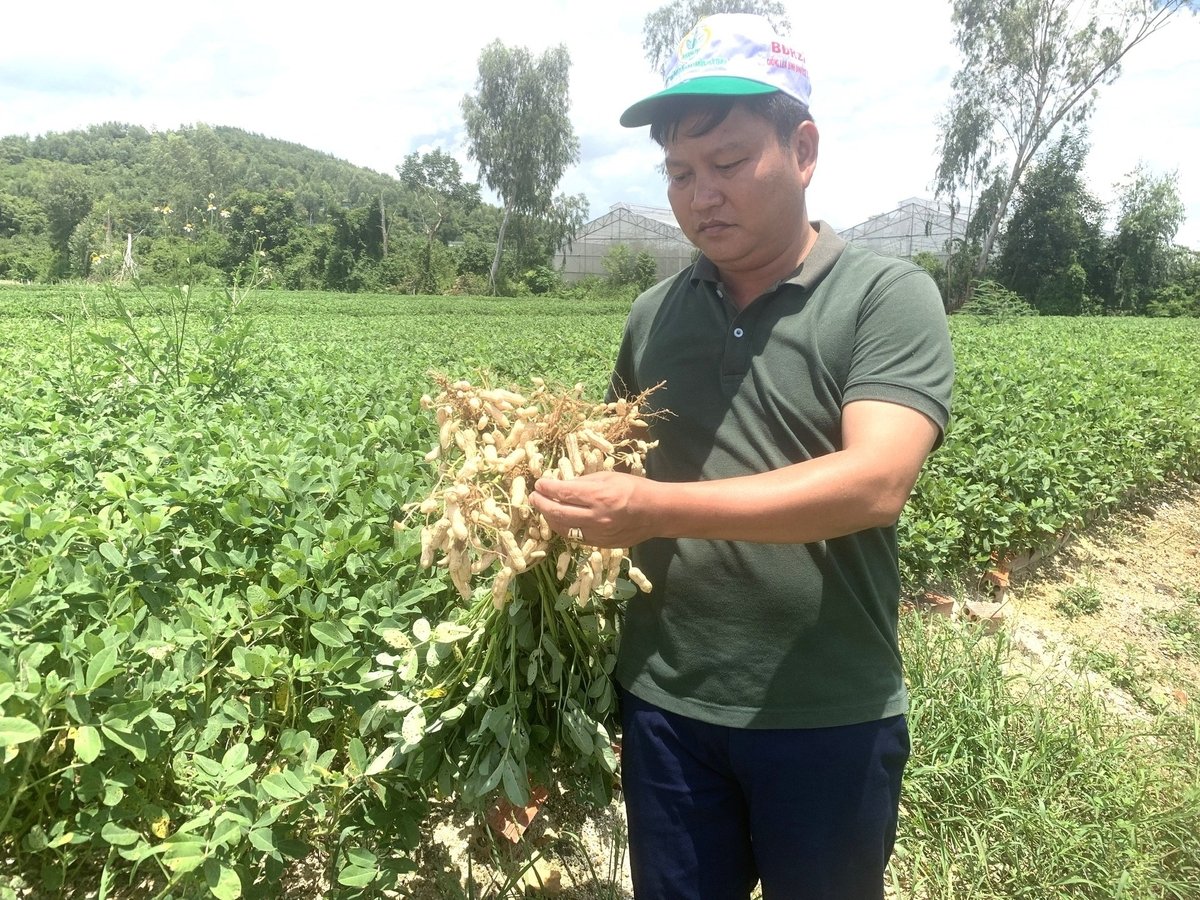 Năng suất lạc trồng ở huyện Phù Cát đạt 43 tạ/ha, thu nhập cao hơn 55 triệu đồng/ha so với cây lúa. Ảnh: V.Đ.T. Năng suất lạc trồng ở huyện Phù Cát đạt 43 tạ/ha, thu nhập cao hơn 55 triệu đồng/ha so với cây lúa. Ảnh: V.Đ.T.