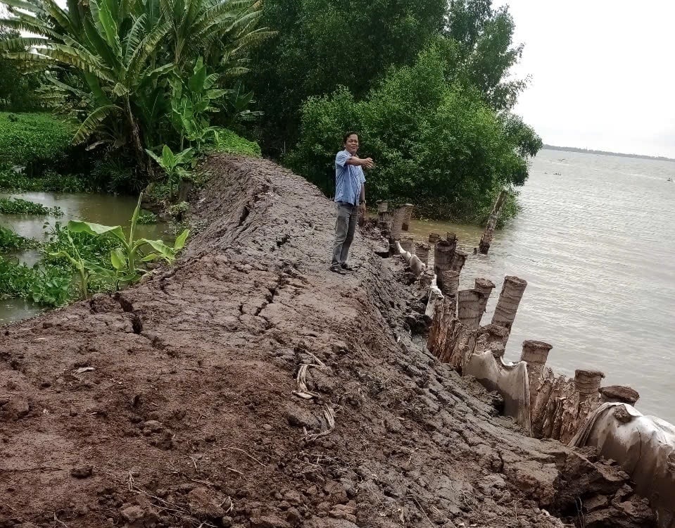 Mặc dù đã được gia cố, nhưng một đoạn bờ đê giáp sông Hậu thuộc xã Hòa Tân, huyện Cầu Kè, tỉnh Trà Vinh đang bị dạn nứt có nguy cơ sạt lở xuống sông. Ảnh: Lê Hùng. Mặc dù đã được gia cố, nhưng một đoạn bờ đê giáp sông Hậu thuộc xã Hòa Tân, huyện Cầu Kè, tỉnh Trà Vinh đang bị dạn nứt có nguy cơ sạt lở xuống sông. Ảnh: Lê Hùng.