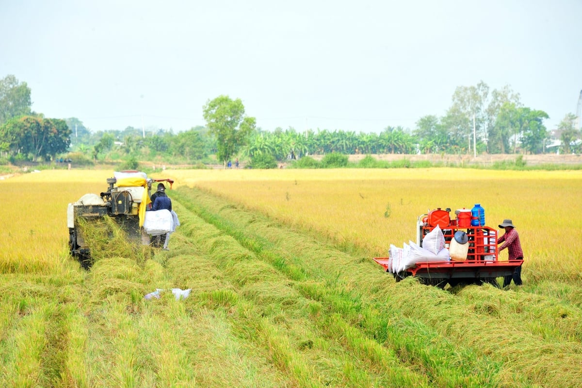 Sau mỗi vụ thu hoạch, hàng triệu tấn rơm rạ nằm phơi mình trên đồng ruộng ở ĐBSCL. Ảnh: Lê Hoàng Vũ.