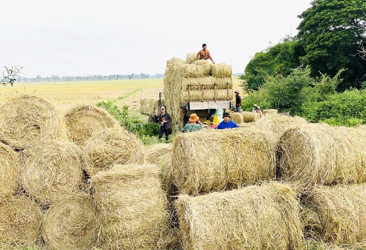 Hiện nay rơm rạ không còn là 'rác nông nghiệp' mà đã trở thành nguồn tài nguyên quý giá nếu được quản lý hiệu quả. Ảnh: Lê Hoàng Vũ.