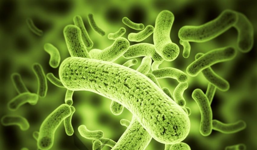 Chế phẩm enzyme được bổ sung vào khẩu phần ăn giúp lươn tiêu hóa tốt hơn, giảm bệnh đường ruột và cải thiện chất lượng nước ao nuôi. Ảnh minh họa. Chế phẩm enzyme được bổ sung vào khẩu phần ăn giúp lươn tiêu hóa tốt hơn, giảm bệnh đường ruột và cải thiện chất lượng nước ao nuôi. Ảnh minh họa.
