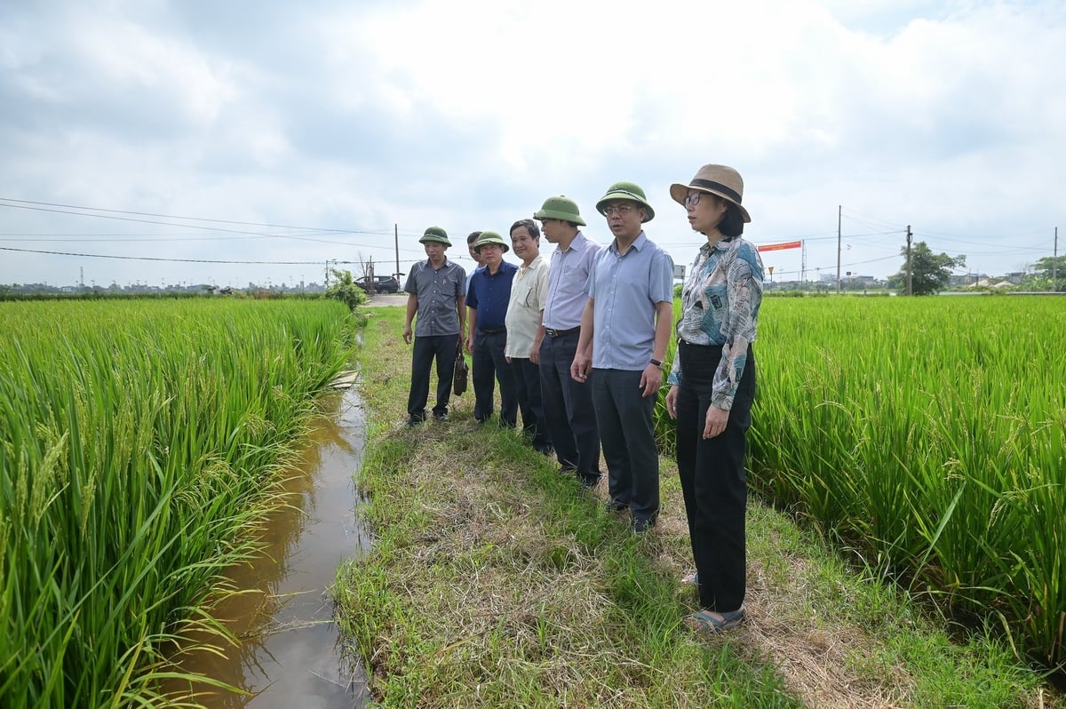 Bà Nguyễn Thị Thu Hương, Phó Cục trưởng Cục Trồng trọt và Bảo vệ thực vật (bìa phải) cùng cán bộ ngành nông nghiệp và môi trường Nam Định kiểm tra đồng ruộng. Ảnh: Tùng Đinh. Bà Nguyễn Thị Thu Hương, Phó Cục trưởng Cục Trồng trọt và Bảo vệ thực vật (bìa phải) cùng cán bộ ngành nông nghiệp và môi trường Nam Định kiểm tra đồng ruộng. Ảnh: Tùng Đinh.