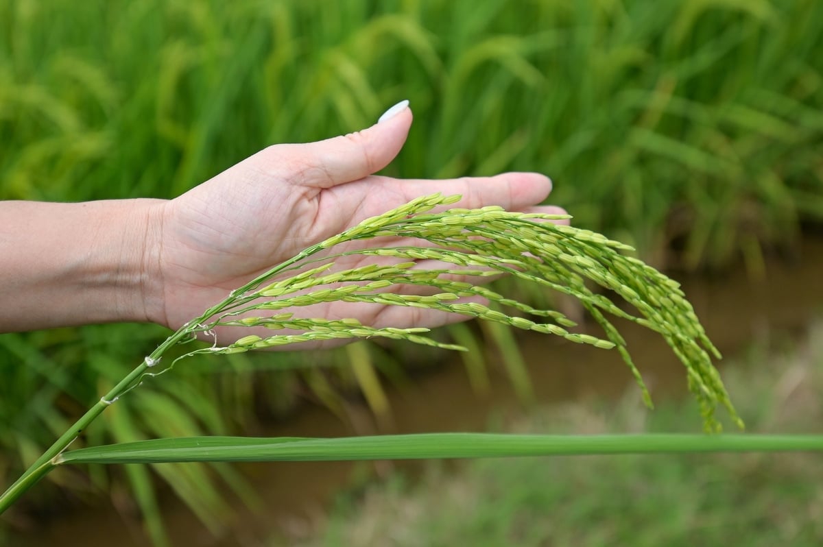 Lúa xuân năm nay ở ĐBSH được đánh giá sẽ cho năng suất tốt. Ảnh: Tùng Đinh. Lúa xuân năm nay ở ĐBSH được đánh giá sẽ cho năng suất tốt. Ảnh: Tùng Đinh.