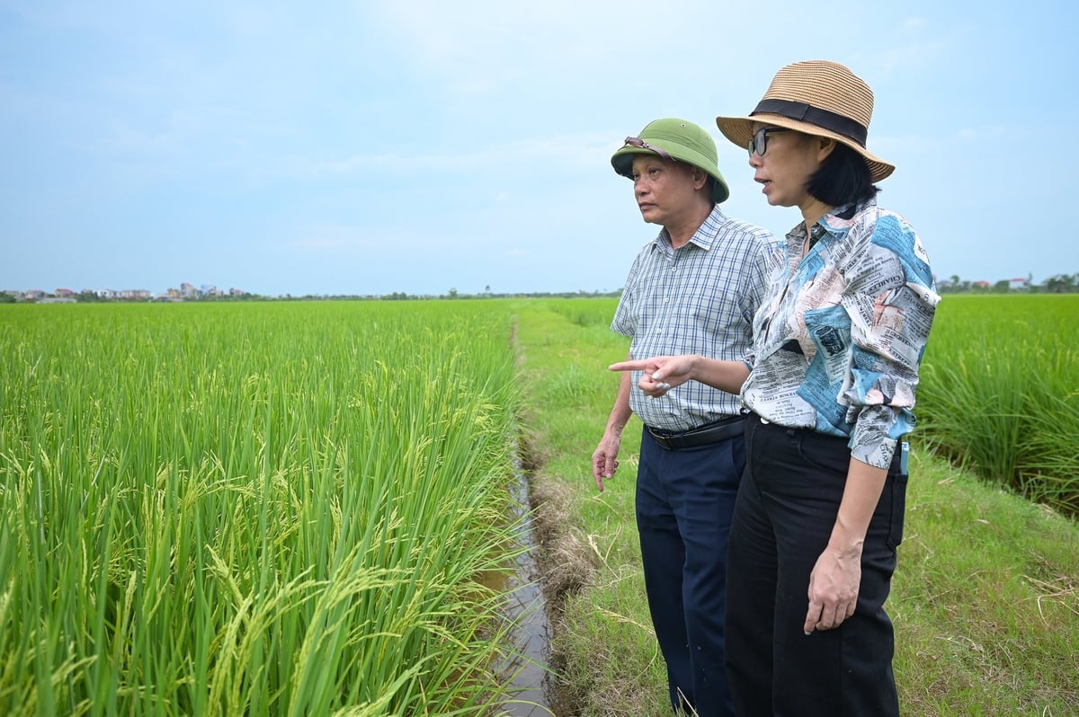 Lãnh đạo Cục Trồng trọt và Bảo vệ thực vật cùng Sở Nông nghiệp và Môi trường Thái Bình kiểm tra lúa vụ xuân. Ảnh: Tùng Đinh. Lãnh đạo Cục Trồng trọt và Bảo vệ thực vật cùng Sở Nông nghiệp và Môi trường Thái Bình kiểm tra lúa vụ xuân. Ảnh: Tùng Đinh.