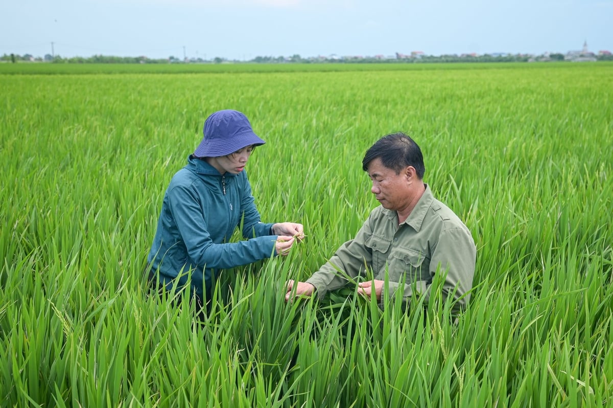 Cán bộ Sở Nông nghiệp và Môi trường Thái Bình kiểm tra lúa cùng bà con nông dân. Ảnh: Tùng Đinh. Cán bộ Sở Nông nghiệp và Môi trường Thái Bình kiểm tra lúa cùng bà con nông dân. Ảnh: Tùng Đinh.
