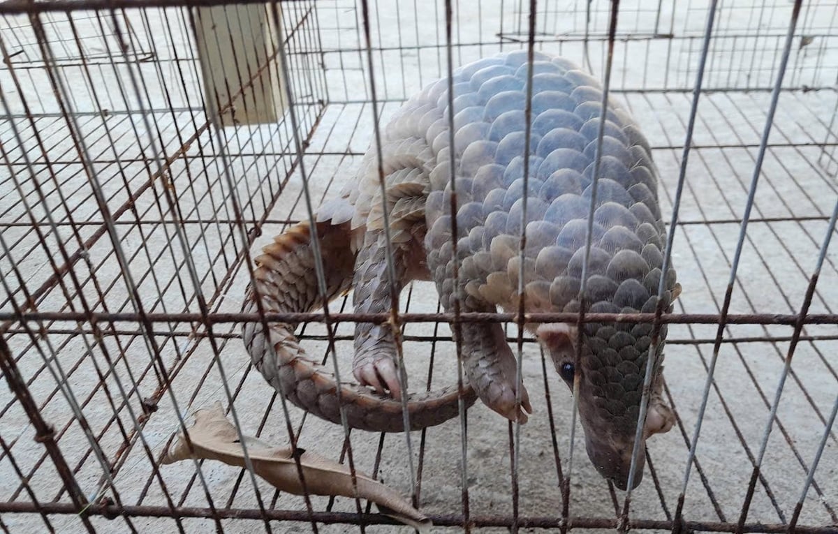Cá thể tê tê quý hiếm đi lạc vào nhà ông Thành và đã được bàn giao. Ảnh: K.L Cá thể tê tê quý hiếm đi lạc vào nhà ông Thành và đã được bàn giao. Ảnh: K.L