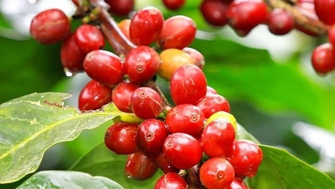 Domestic and global coffee prices on May 21, 2025