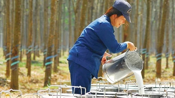 Latest domestic and global rubber prices on May 20, 2025