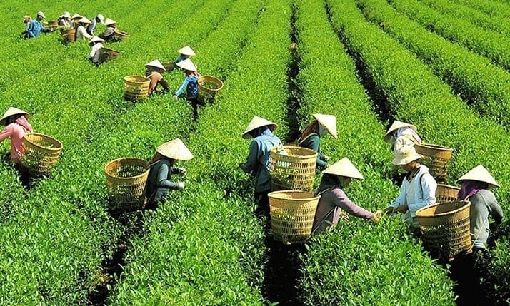 Trong lĩnh vực trồng trọt và giống cây lâm nghiệp, Bộ Nông nghiệp và Môi trường đề xuất giảm 20% phí duy trì hiệu lực Bằng bảo hộ giống cây trồng cho giai đoạn từ năm thứ 1 đến năm thứ 9, và giảm 30% cho giai đoạn từ năm thứ 10 trở đi. Ảnh: Minh Hoàng. Trong lĩnh vực trồng trọt và giống cây lâm nghiệp, Bộ Nông nghiệp và Môi trường đề xuất giảm 20% phí duy trì hiệu lực Bằng bảo hộ giống cây trồng cho giai đoạn từ năm thứ 1 đến năm thứ 9, và giảm 30% cho giai đoạn từ năm thứ 10 trở đi. Ảnh: Minh Hoàng.