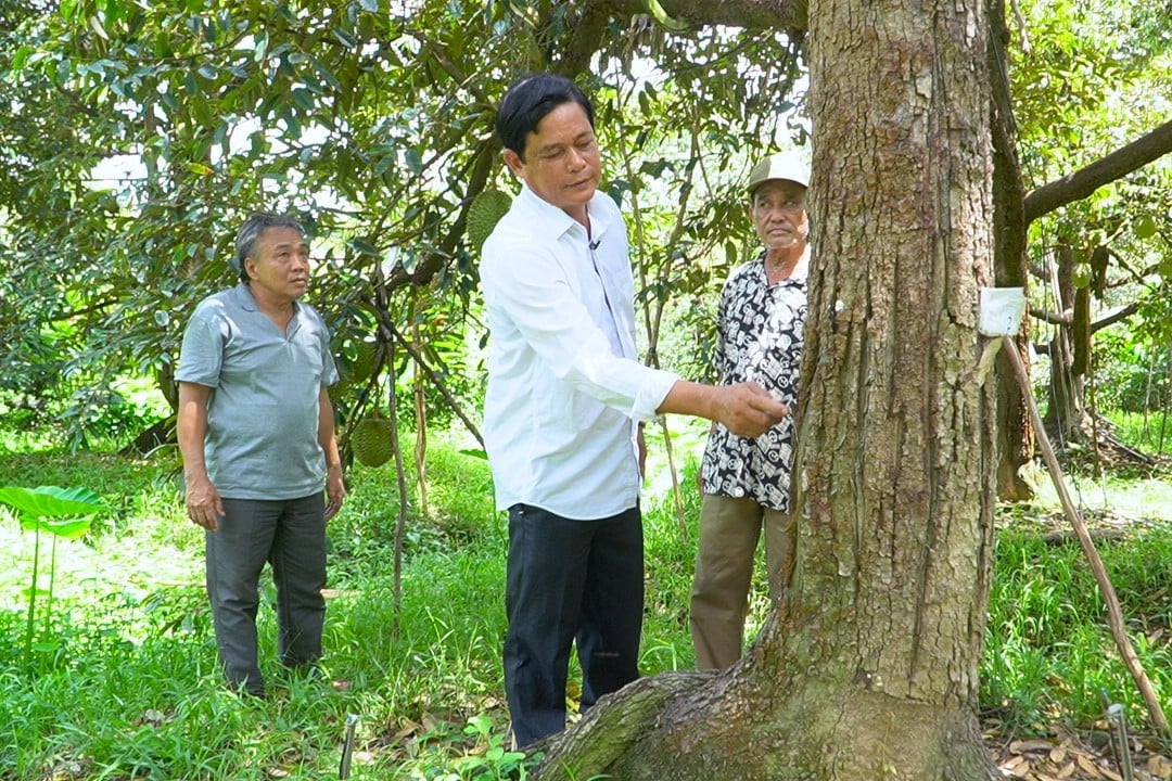 Các vùng trồng sầu riêng Tiền Giang được giao cho Phòng Nông nghiệp và Môi trường địa phương giám sát. Ảnh: Kim Anh. Các vùng trồng sầu riêng Tiền Giang được giao cho Phòng Nông nghiệp và Môi trường địa phương giám sát. Ảnh: Kim Anh.