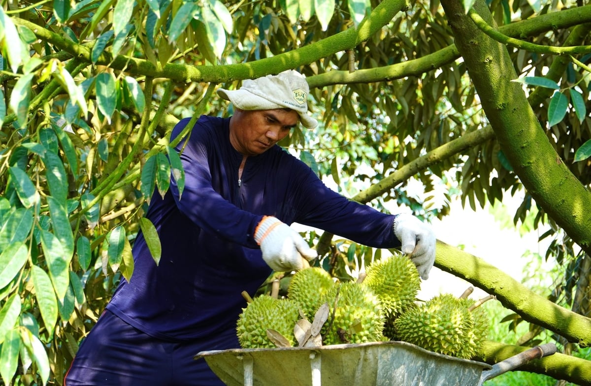 Diện tích sầu riêng được cấp mã số vùng trồng tại TP Cần Thơ hiện còn rất hạn chế. Ảnh: Kim Anh. Diện tích sầu riêng được cấp mã số vùng trồng tại TP Cần Thơ hiện còn rất hạn chế. Ảnh: Kim Anh.