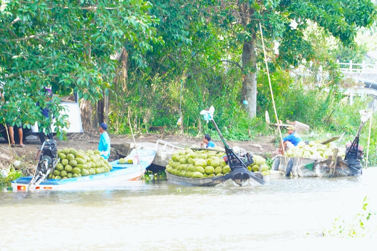 Một điểm tập kết thu mua sầu riêng trên địa bàn huyện Phong Điền, TP Cần Thơ. Ảnh: Kim Anh. Một điểm tập kết thu mua sầu riêng trên địa bàn huyện Phong Điền, TP Cần Thơ. Ảnh: Kim Anh.