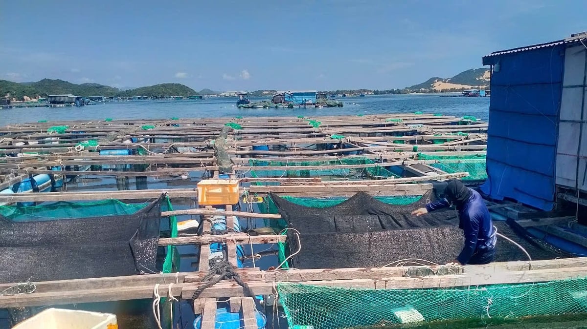 Che lưới trên mặt lồng để hạn chế nắng nóng ảnh hưởng thủy sản nuôi. Ảnh: KS. Che lưới trên mặt lồng để hạn chế nắng nóng ảnh hưởng thủy sản nuôi. Ảnh: KS.