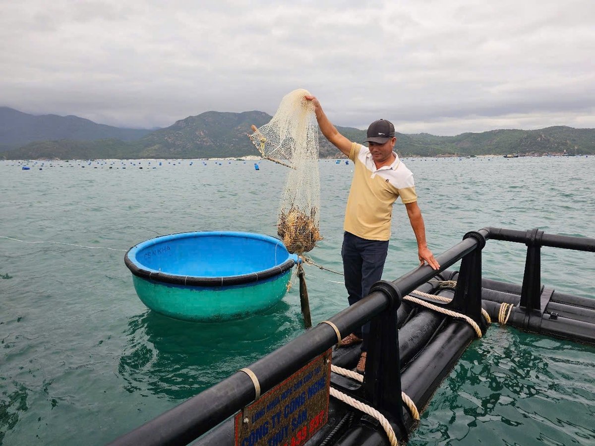 Nuôi tôm hùm trong lồng vuông HDPE tại vùng biển hở tỉnh Khánh Hòa. Ảnh: KS. Nuôi tôm hùm trong lồng vuông HDPE tại vùng biển hở tỉnh Khánh Hòa. Ảnh: KS.