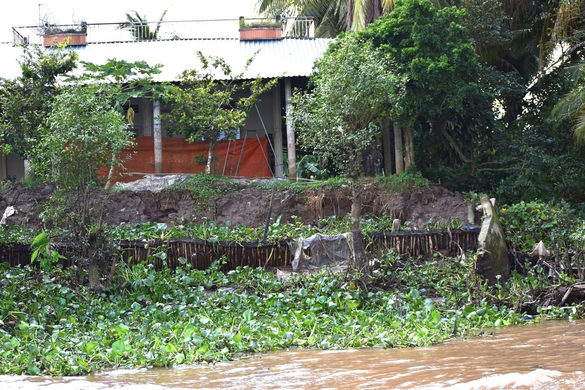 Một vị trí khác ở bờ Bắc sông Tiền cù lao Tân Phong bị sạt lở nghiêm trọng. Ảnh: Minh Đảm. Một vị trí khác ở bờ Bắc sông Tiền cù lao Tân Phong bị sạt lở nghiêm trọng. Ảnh: Minh Đảm.