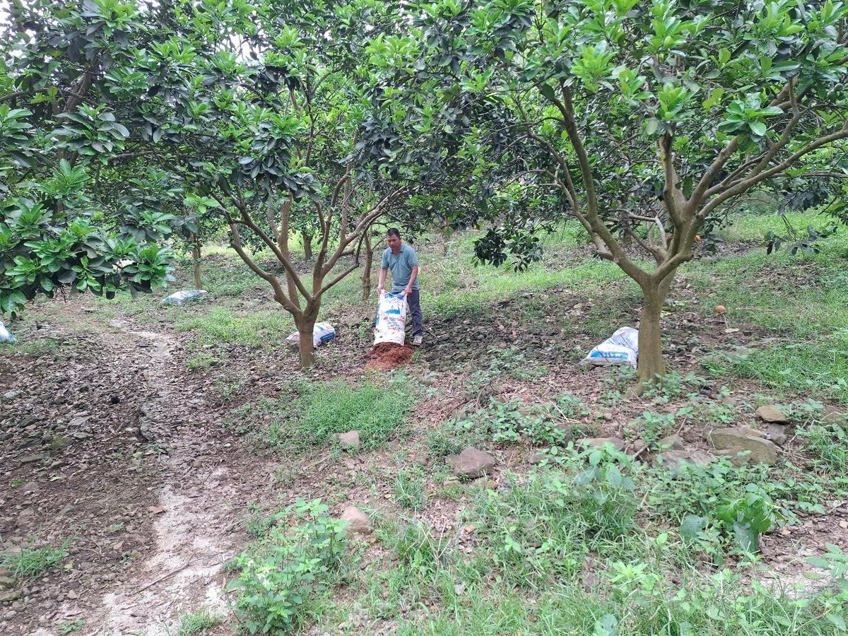 2 ha trồng cây ăn quả như quýt ngọt, bưởi da xanh, bưởi diễn cho năng suất đạt khoảng 25 - 30 tấn/ha/năm. Ảnh: Nguyễn Nga. 2 ha trồng cây ăn quả như quýt ngọt, bưởi da xanh, bưởi diễn cho năng suất đạt khoảng 25 - 30 tấn/ha/năm. Ảnh: Nguyễn Nga.