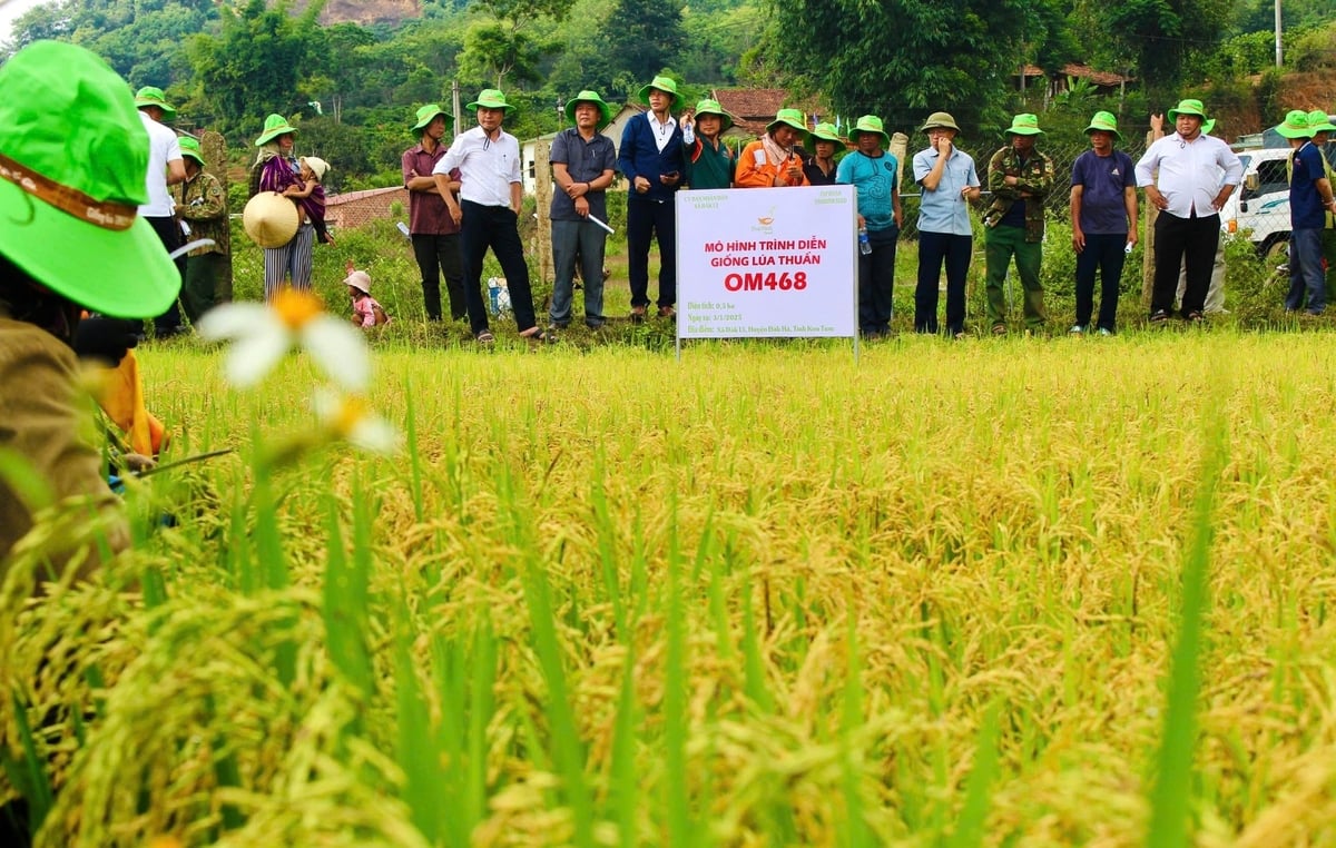 Nhiều hộ dân mong muốn sớm đưa giống lúa OM468 vào sản xuất. Ảnh: Tuấn Anh. Nhiều hộ dân mong muốn sớm đưa giống lúa OM468 vào sản xuất. Ảnh: Tuấn Anh.
