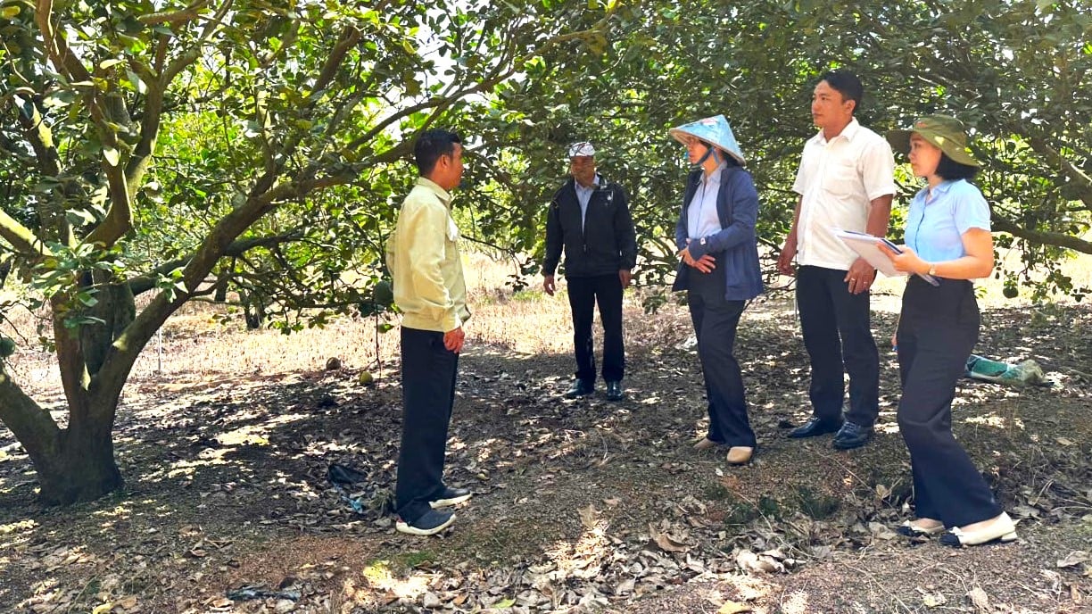 Đoàn cán bộ Chi cục Trồng trọt và Bảo vệ thực vật Bình Dương kiểm tra 8 mô hình VietGAP tại huyện Phú Giáo. Ảnh: Tuấn Anh. Đoàn cán bộ Chi cục Trồng trọt và Bảo vệ thực vật Bình Dương kiểm tra 8 mô hình VietGAP tại huyện Phú Giáo. Ảnh: Tuấn Anh.