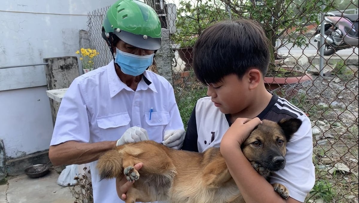 Cán bộ thú y đang tăng cường tiêm phòng dại trên địa bàn huyện Cầu Ngang. Ảnh: Hồ Thảo. Cán bộ thú y đang tăng cường tiêm phòng dại trên địa bàn huyện Cầu Ngang. Ảnh: Hồ Thảo.
