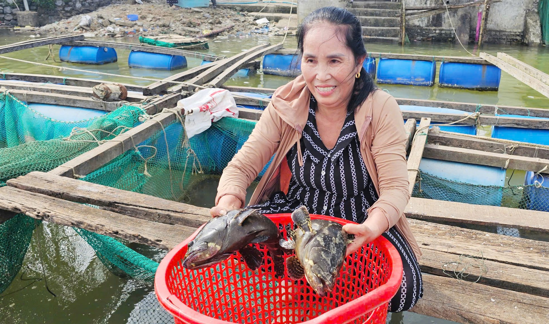 Cá mú biển được nuôi tại lồng ven sông Gianh của HTX Quảng Minh. Ảnh: T. Phùng. Cá mú biển được nuôi tại lồng ven sông Gianh của HTX Quảng Minh. Ảnh: T. Phùng.