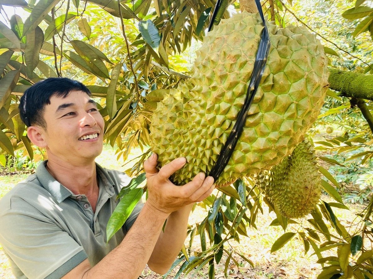 Sầu riêng là loại trái cây tạo ra bước chuyển lớn về kim ngạch xuất khẩu nông sản cho Việt Nam. Ảnh: Lê Hoàng Vũ.