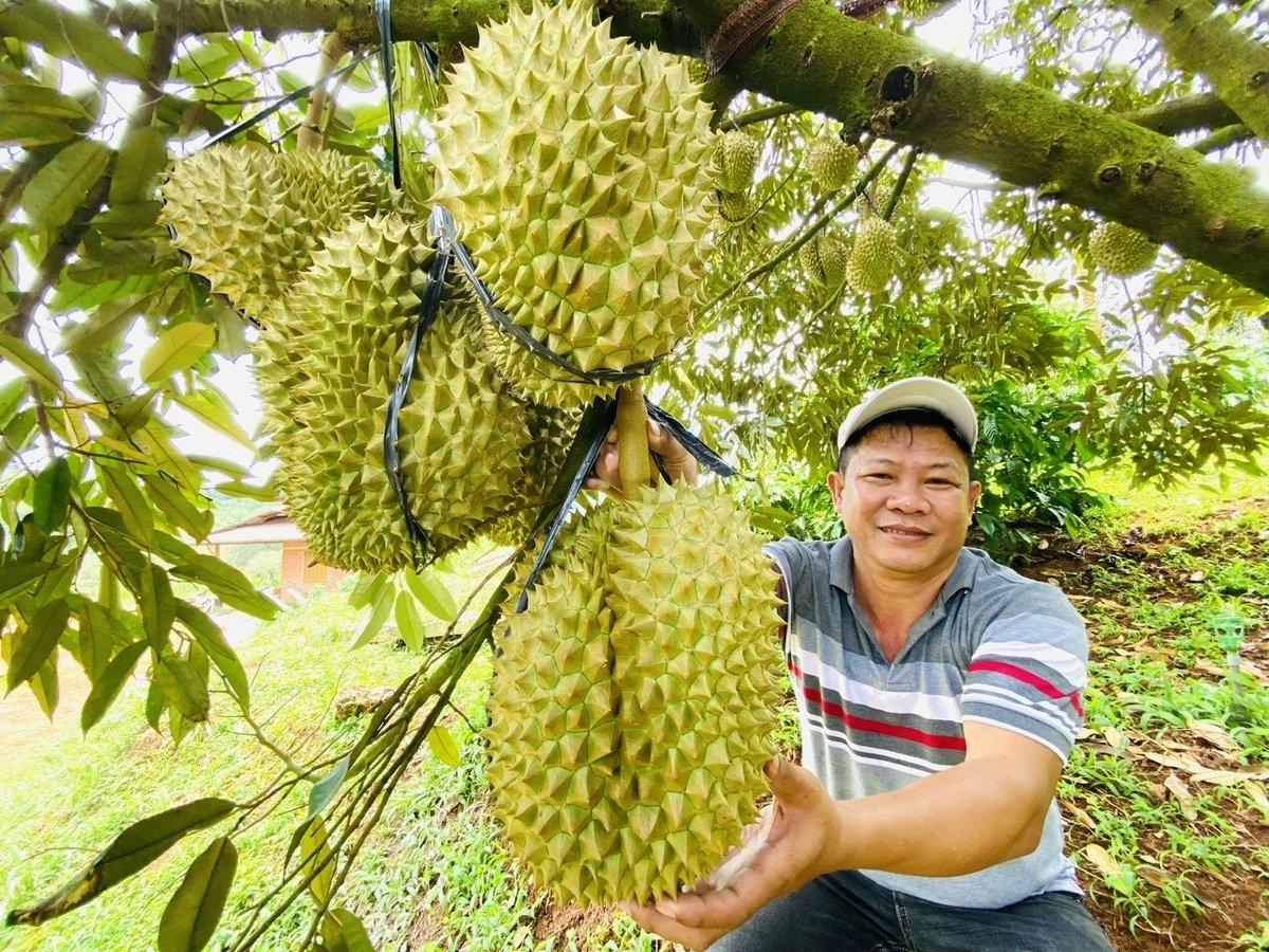 Diện tích trồng sầu riêng cả nước đã tăng nhanh chóng, đạt gần 180.000 ha với sản lượng khoảng 1,5 triệu tấn vào năm 2024. Ảnh: Lê Hoàng Vũ.