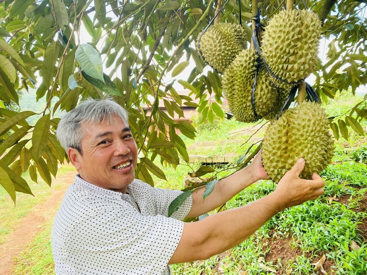 Không chỉ có Trung Quốc, các thị trường cao cấp khác như Hàn Quốc, Nhật Bản, EU cũng đang theo dõi chặt chẽ tiến trình nâng cấp chuỗi cung ứng sầu riêng của Việt Nam. Ảnh: Lê Hoàng Vũ.