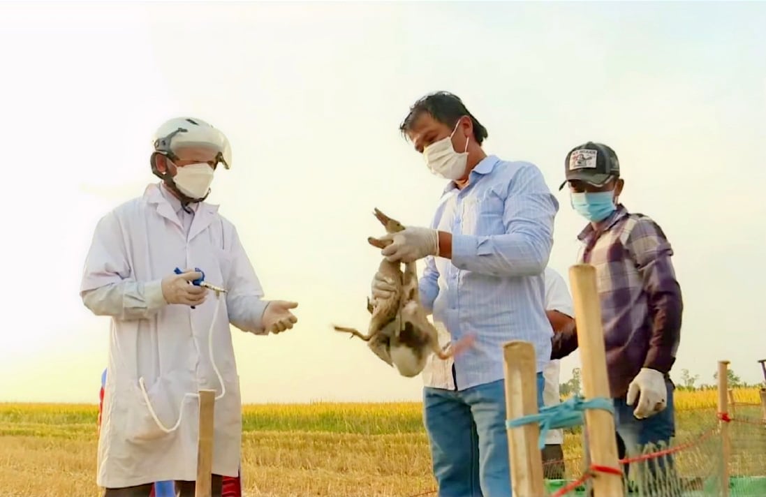 Trong quý I/2025, toàn tỉnh An Giang đã tiêm hàng triệu liều vaccine phòng cúm H5N1, lở mồm long móng, tụ huyết trùng, dịch tả heo châu Phi. Ảnh: Lê Hoàng Vũ. Trong quý I/2025, toàn tỉnh An Giang đã tiêm hàng triệu liều vaccine phòng cúm H5N1, lở mồm long móng, tụ huyết trùng, dịch tả heo châu Phi. Ảnh: Lê Hoàng Vũ.