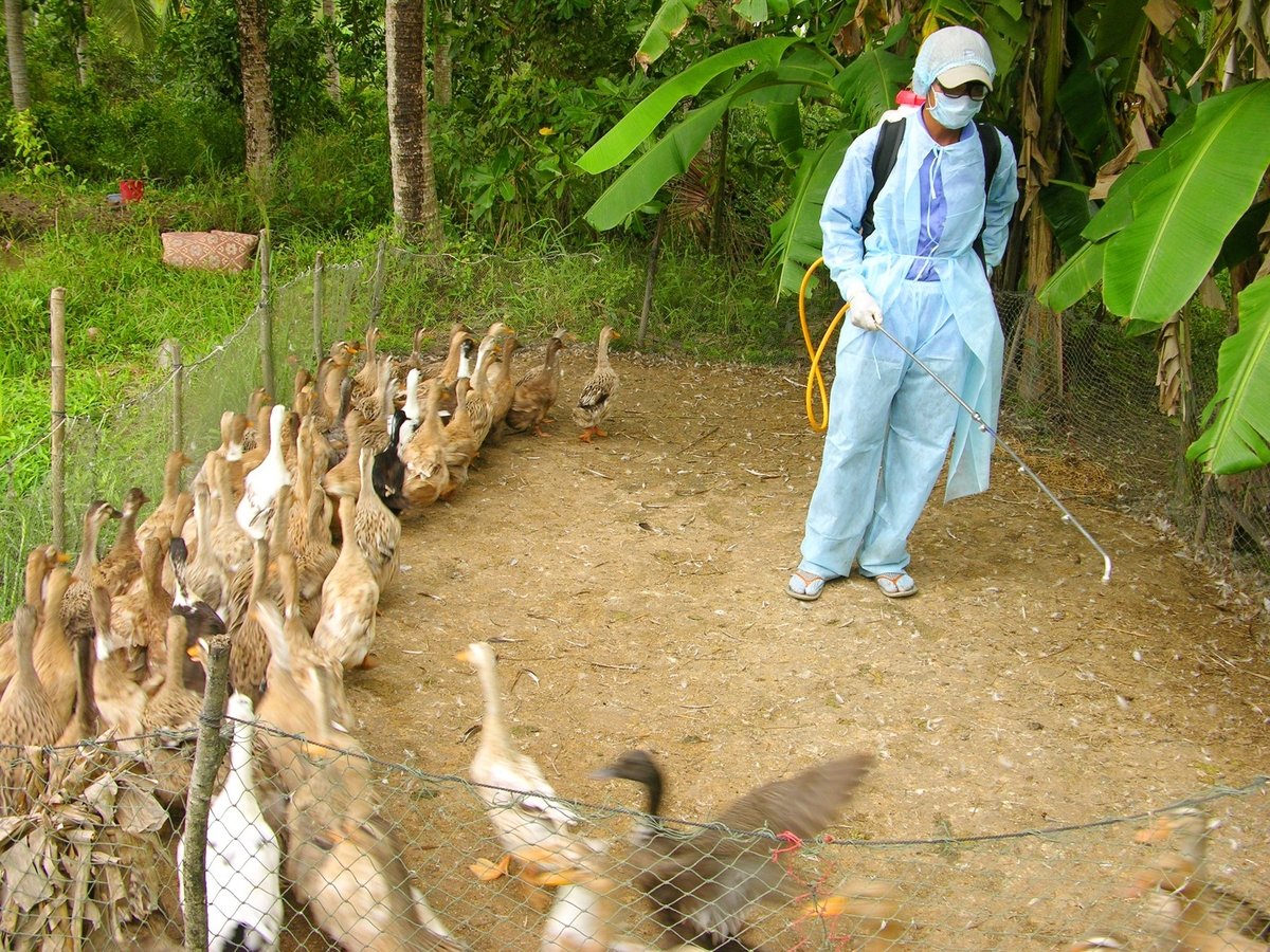 Công tác chủ động phòng bệnh không chỉ giúp vật nuôi khỏe mạnh mà còn mở ra cơ hội lớn cho ngành chăn nuôi. Ảnh: Lê Hoàng Vũ. Công tác chủ động phòng bệnh không chỉ giúp vật nuôi khỏe mạnh mà còn mở ra cơ hội lớn cho ngành chăn nuôi. Ảnh: Lê Hoàng Vũ.