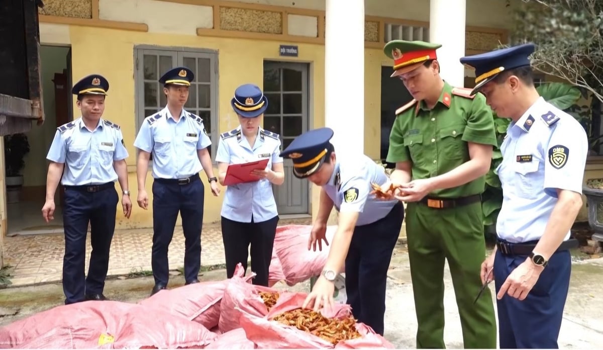 Quản lý thị trường Lạng Sơn thu giữ hơn 1,5 tấn chân gà không rõ nguồn gốc. Ảnh: Anh Quý. Quản lý thị trường Lạng Sơn thu giữ hơn 1,5 tấn chân gà không rõ nguồn gốc. Ảnh: Anh Quý.