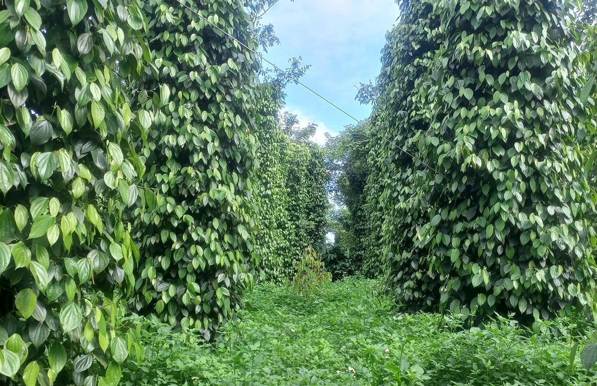 Một vườn tiêu xanh mướt, khỏe mạnh nhờ quản lý dịch hại tổng hợp và sản xuất bền vững của HTX Đoàn Kết. Ảnh: Sơn Trang. Một vườn tiêu xanh mướt, khỏe mạnh nhờ quản lý dịch hại tổng hợp và sản xuất bền vững của HTX Đoàn Kết. Ảnh: Sơn Trang.
