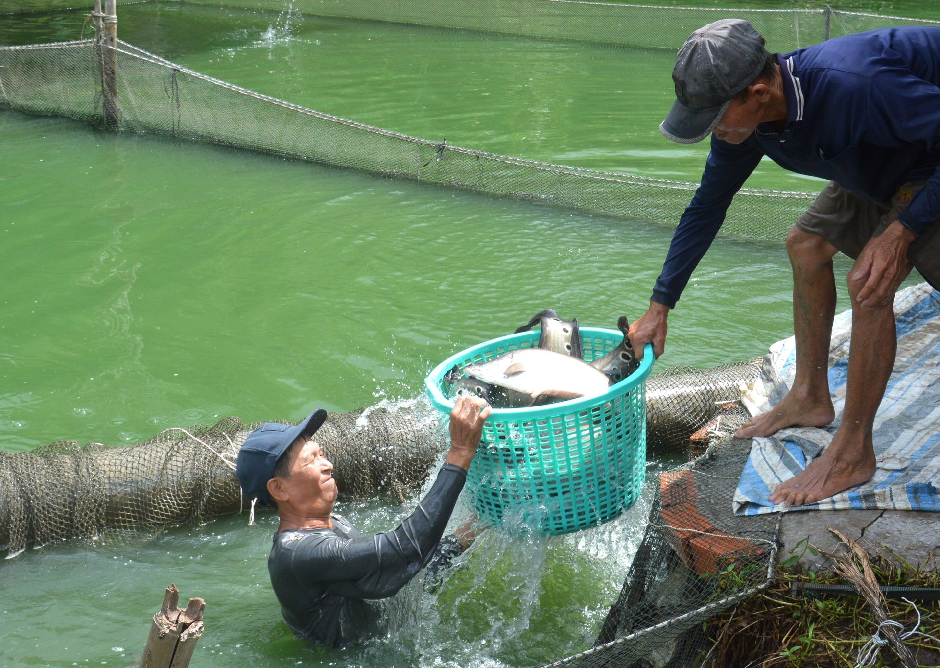 Tại Hậu Giang, nhiều hợp tác xã đã liên kết với nông dân phát triển chuỗi giá trị thủy sản bền vững, trong đó cá thát lát là đối tượng nuôi chủ lực, được đầu tư chế biến sâu, mang lại giá trị gia tăng cao. Ảnh: Trung Chánh. Tại Hậu Giang, nhiều hợp tác xã đã liên kết với nông dân phát triển chuỗi giá trị thủy sản bền vững, trong đó cá thát lát là đối tượng nuôi chủ lực, được đầu tư chế biến sâu, mang lại giá trị gia tăng cao. Ảnh: Trung Chánh.