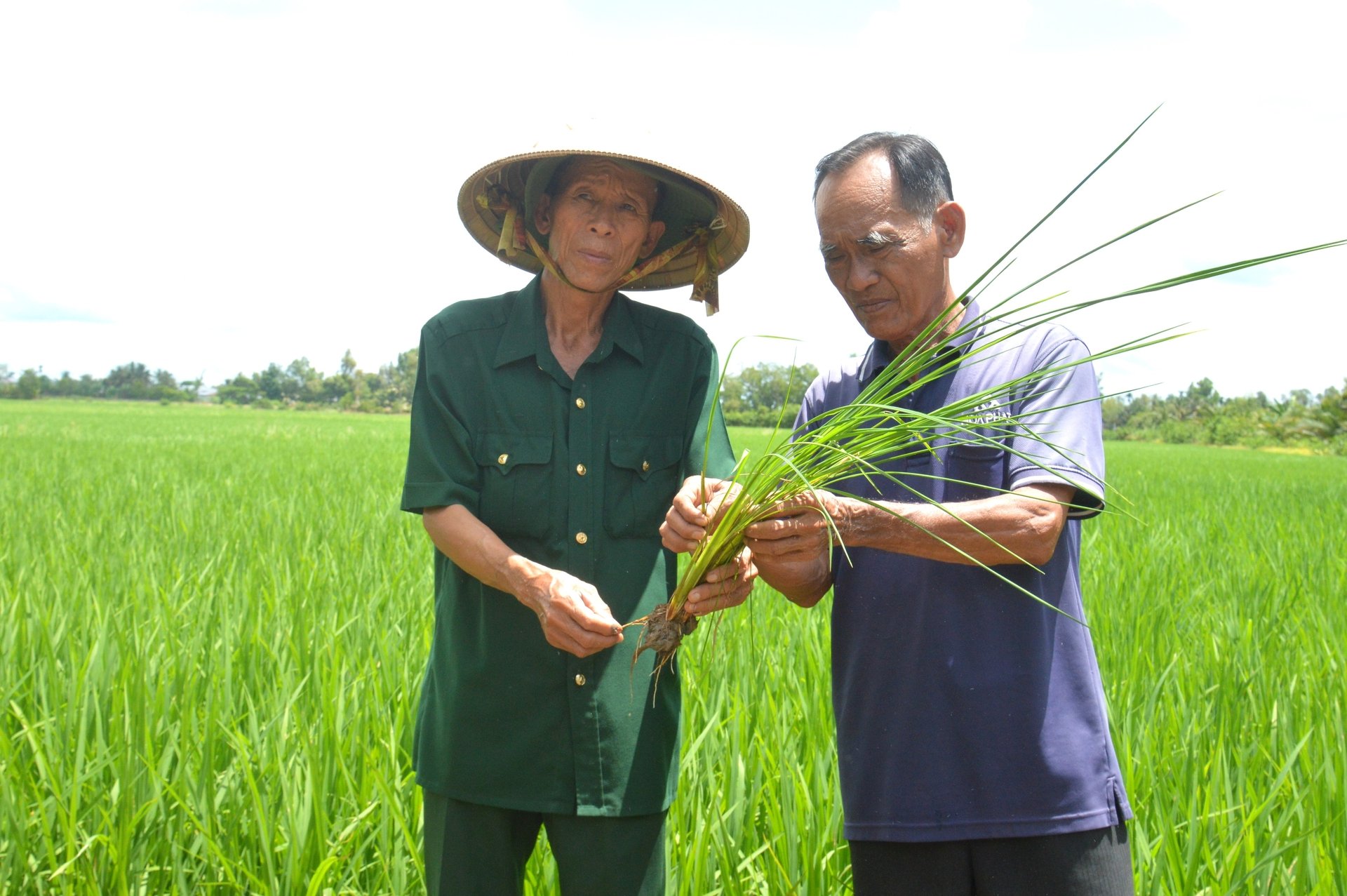 Hậu Giang chuyển đổi mạnh mẽ tư duy sản xuất nông nghiệp sang kinh tế nông nghiệp. Ảnh: Trung Chánh. Hậu Giang chuyển đổi mạnh mẽ tư duy sản xuất nông nghiệp sang kinh tế nông nghiệp. Ảnh: Trung Chánh.