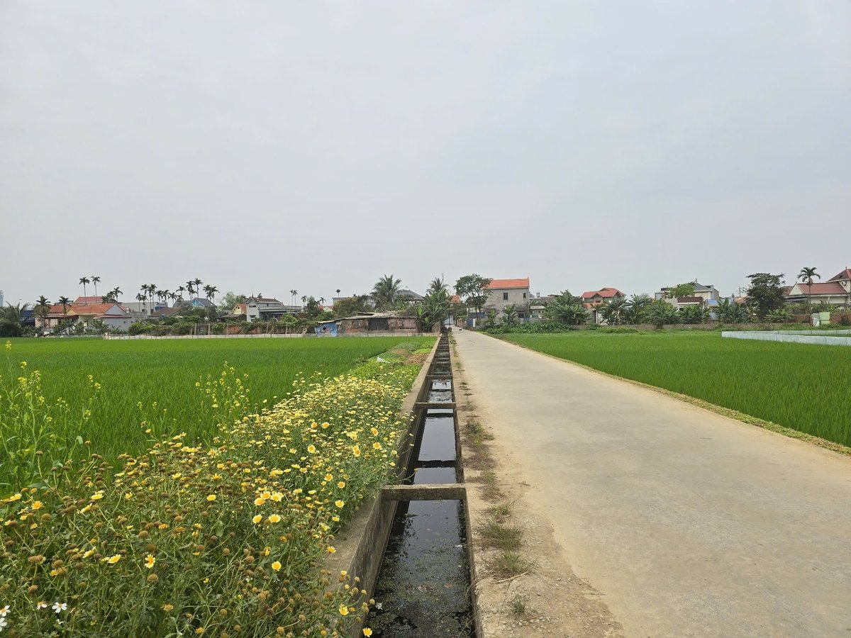 Giao thông nội đồng tại phường Thiên Hương. Ảnh: Đinh Mười. Giao thông nội đồng tại phường Thiên Hương. Ảnh: Đinh Mười.