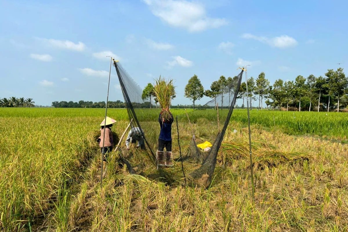 Các huyện vùng biên Tân Hưng, Vĩnh Hưng (tỉnh Long An) không đủ điều kiện nguồn nước để trồng lúa cao sản đang phát triển giống lúa huyết rồng. Ảnh: Kim Anh. Các huyện vùng biên Tân Hưng, Vĩnh Hưng (tỉnh Long An) không đủ điều kiện nguồn nước để trồng lúa cao sản đang phát triển giống lúa huyết rồng. Ảnh: Kim Anh.