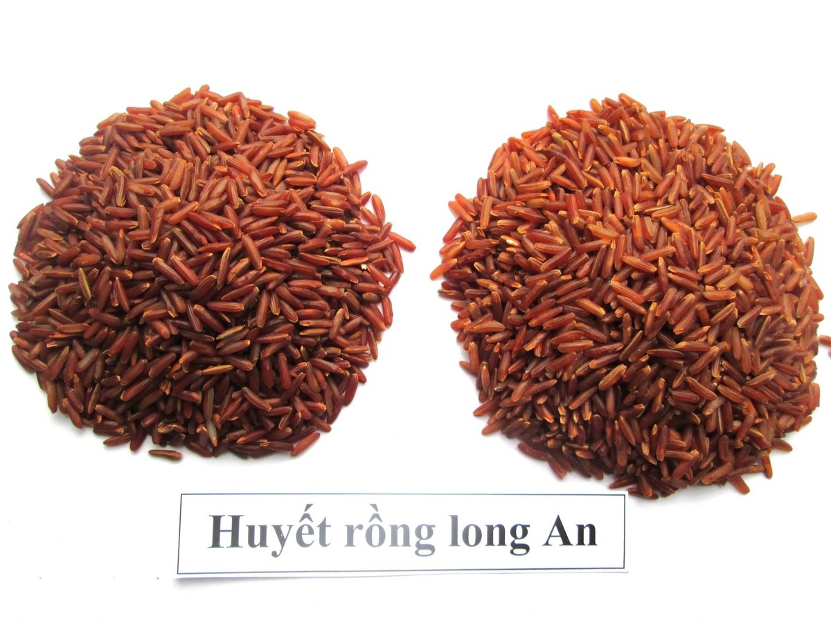 Từ kết quả phục tráng, nhóm nghiên cứu đang định hướng phát triển gạo huyết rồng thành sản phẩm gạo mầm GABA giàu dinh dưỡng. Ảnh: Kim Anh. Từ kết quả phục tráng, nhóm nghiên cứu đang định hướng phát triển gạo huyết rồng thành sản phẩm gạo mầm GABA giàu dinh dưỡng. Ảnh: Kim Anh.
