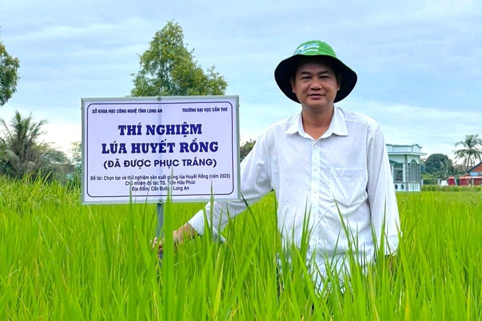 Mục tiêu phục tráng giống lúa huyết rồng là bảo tồn, phát huy nguồn gen lúa mùa quý hiếm của quốc gia, khôi phục thương hiệu gạo đặc sản huyết rồng tỉnh Long An. Ảnh: Kim Anh. Mục tiêu phục tráng giống lúa huyết rồng là bảo tồn, phát huy nguồn gen lúa mùa quý hiếm của quốc gia, khôi phục thương hiệu gạo đặc sản huyết rồng tỉnh Long An. Ảnh: Kim Anh.