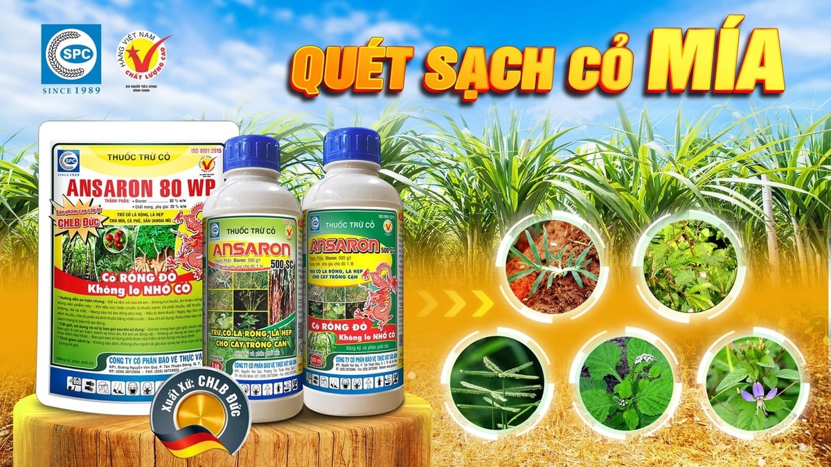 Sản phẩm thuốc trừ cỏ Ansaron 80WP trừ hiệu quả các loại cỏ trên ruộng mía. Ảnh: Văn Ngọt. Sản phẩm thuốc trừ cỏ Ansaron 80WP trừ hiệu quả các loại cỏ trên ruộng mía. Ảnh: Văn Ngọt.