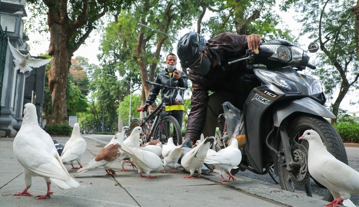 Người dân dừng lại ngắm và chơi với đàn bồ câu trên phố Hoàn Kiếm. Ảnh: Báo Lao động. Người dân dừng lại ngắm và chơi với đàn bồ câu trên phố Hoàn Kiếm. Ảnh: Báo Lao động.