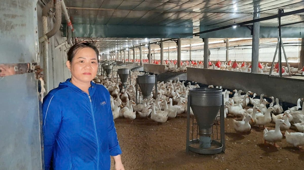 Một trang trại chăn nuôi vịt theo mô hình khép kín tại tỉnh Long An. Ảnh: Thanh Bạch. Một trang trại chăn nuôi vịt theo mô hình khép kín tại tỉnh Long An. Ảnh: Thanh Bạch.