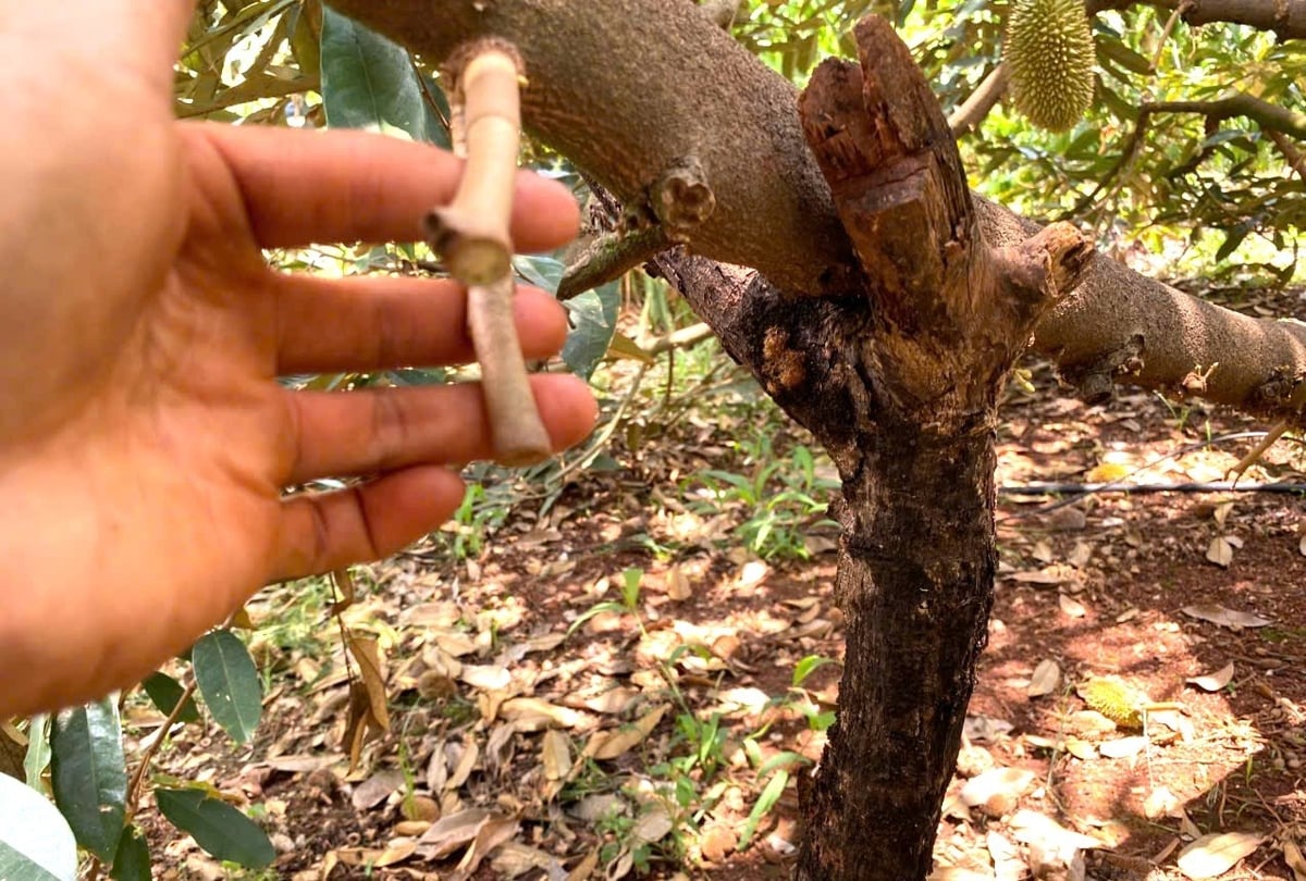 Người dân đang khắc phục tình trạng sầu riêng rụng trái non. Ảnh: Tuấn Anh. Người dân đang khắc phục tình trạng sầu riêng rụng trái non. Ảnh: Tuấn Anh.